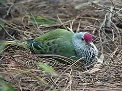 В зоопарке Сан-Диего