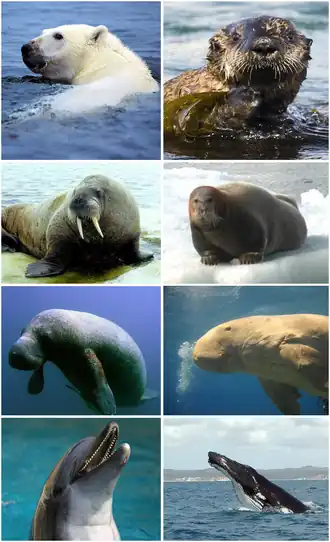 Ряды считаются от самого верхнего:
1-й ряд (отряд хищные): белый медведь, калан;
2-й ряд (парвотряд ластоногие): морж, лахтак;
3-й ряд (отряд сирены): обыкновенный ламантин, дюгонь;
4-й ряд (инфраотряд китообразные): афалина, кит-горбач.