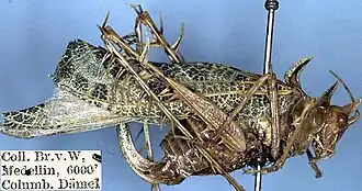 Кузнечик Markia hystrix ♀