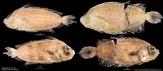 Marleyella maldivensis