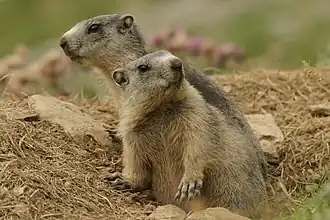Альпийский сурок (Marmota marmota)