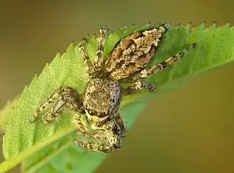 Марписса мшистая