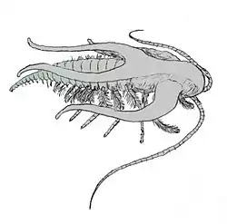 Реконструкция прижизненного облика марреллы