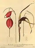 Masdevallia pachysepala