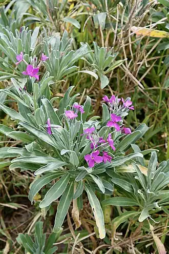 Matthiola incana