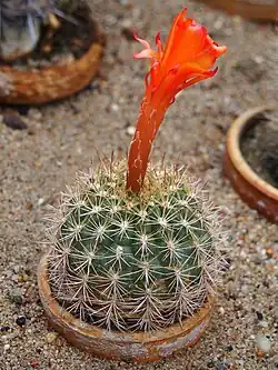 Matucana huagalensis