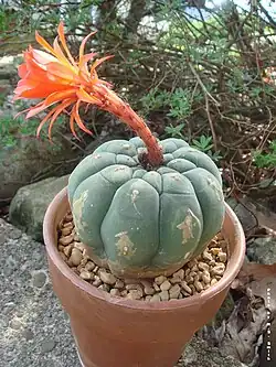 Matucana madisoniorum