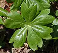 Щитовидный лист Podophyllum peltatum