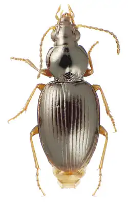 Mecyclothorax toretore