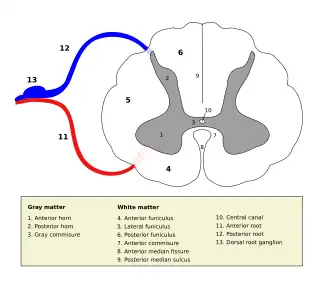 Поперечный разрез спинного мозга с обозначением серого вещества.