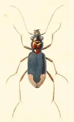 Megacephala spixii