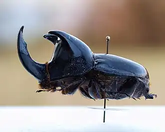 Самец Megaceras morpheus