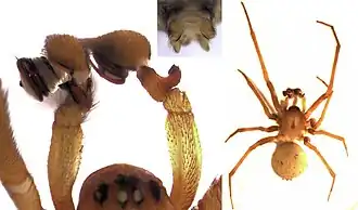 Megadictyna thilenii, самец