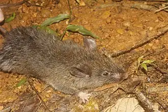 Megadontomys cryophilus