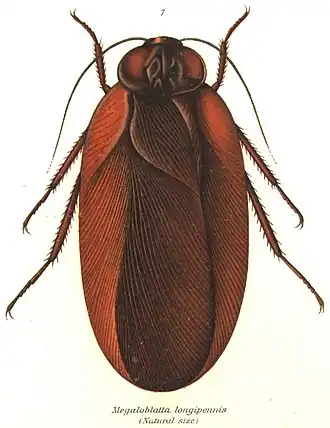 Megaloblatta longipennis