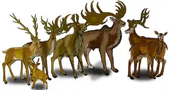 Виды гигантских оленей (слева направо): M.&nbsp;savini, M. cazioti, M. obscurus, M.&nbsp;pachyosteus, M. giganteus и M. verticornis