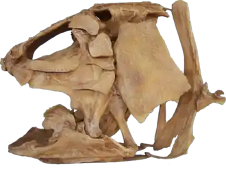 Череп Megalocoelacanthus dobiei в Центре изучения динозавров Роки-Маунтин[англ.], Вудленд-Парк, Колорадо