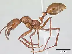 Megalomyrmex leoninus, сбоку