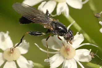 Megamerinidae, 16 видов