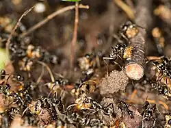 Сбор термитов Pseudocanthotermes militaris после успешного нападения