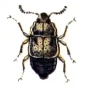 Megarthrus hemipterus