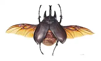 Megasoma actaeon (самец)