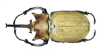 Megasoma elephas