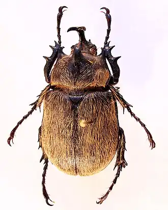 Самец Megasoma thersites