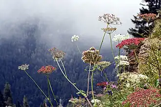 Горичник настурциевый