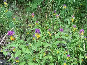 Марьянник дубравный