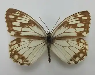 Пестроглазка галимеда