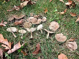 Melanoleuca brevipes