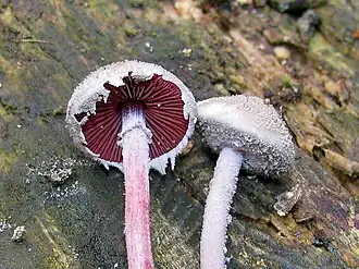 Чёрнопластинник кроваво-красный