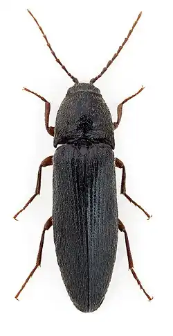 Красноногий щелкун (Melanotus villosus)