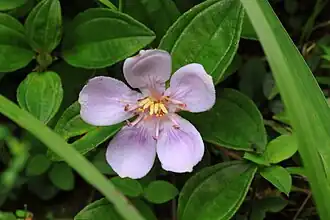 Melastoma dodecandrum