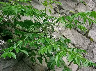 Мелия азедарах