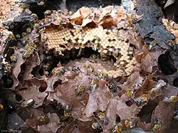 Внутренняя часть гнезда Melipona scutellaris (пчела без жала) с частично удаленной оберткой, чтобы показать клетки расплода