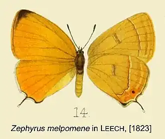Shirozua melpomene