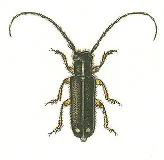 Menesia bipunctata