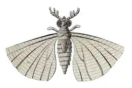 Mengea tertiaria (Mengeidae)