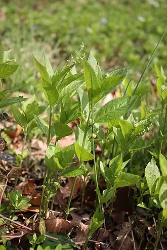 Пролесник многолетний (Mercurialis perennis)