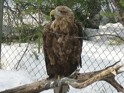 Орлан-белохвост