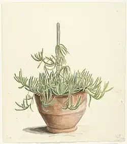 Mesembryanthemum из семейства Aizoaceae. Между 1668 и 1729. Бумага, акварель. Рейксмюсеум, Амстердам