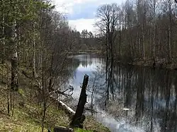 В районе Мещёры (бассейн Москвы) преобладают широколиственные леса