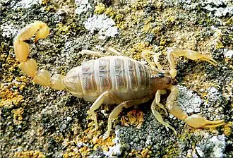 Mesobuthus bogdoensis в Богдинско-Баскунчакском заповеднике