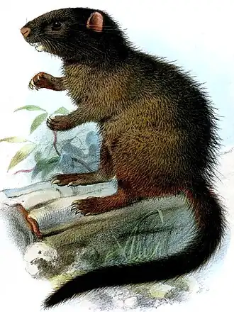 Чернохвостая хутияна иллюстрации Йосефа Смита