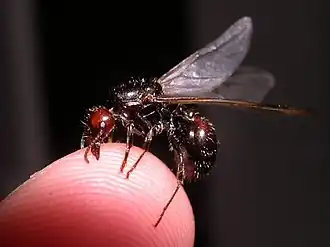 Матка Messor barbarus