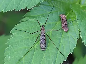 Metalimnobia quadrinotata