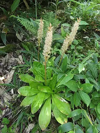 Общий вид растения, Адатара