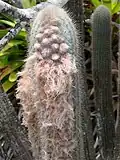 Micranthocereus purpureus